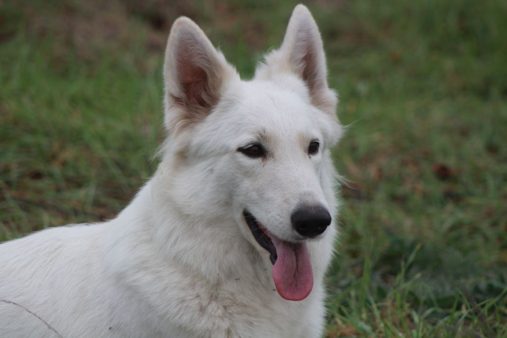 Publication : des Petites Pattes Blanches