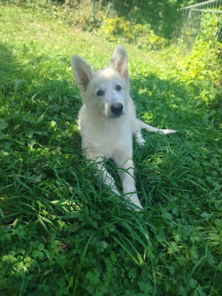 Publication : Rubis Des Neiges 