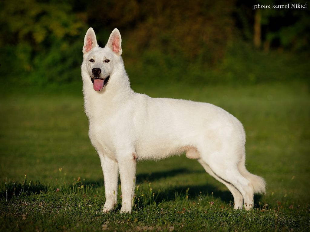 Publication : Du Lac De Garm 