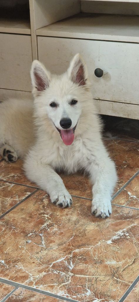 Publication : de l'esprit Blanc des Montagnes 