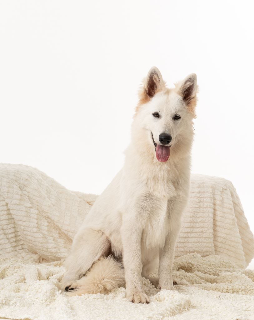 Publication : des Trois Land 