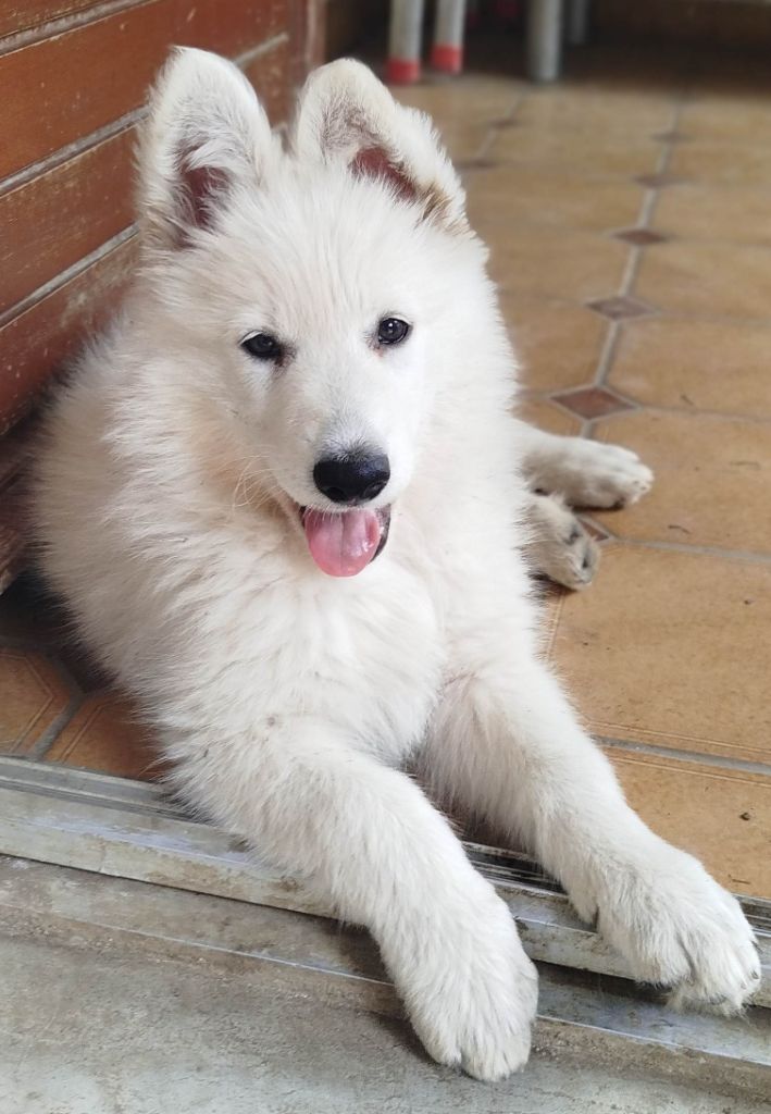 Publication : Rubis Des Neiges 