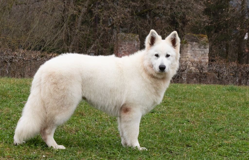 Publication : des Trois Land 