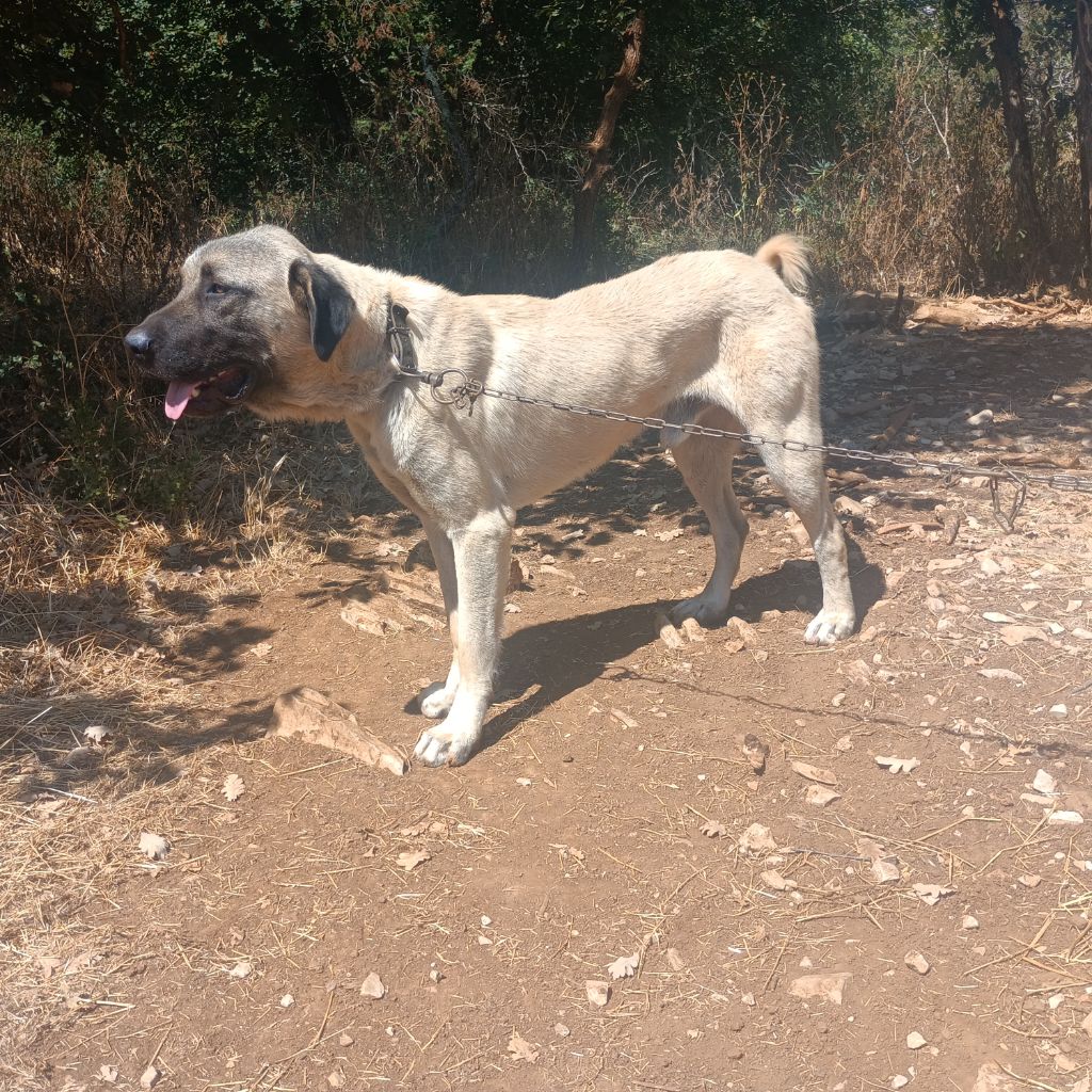 Publication : de la Forêt des Quatre Seigneurs 