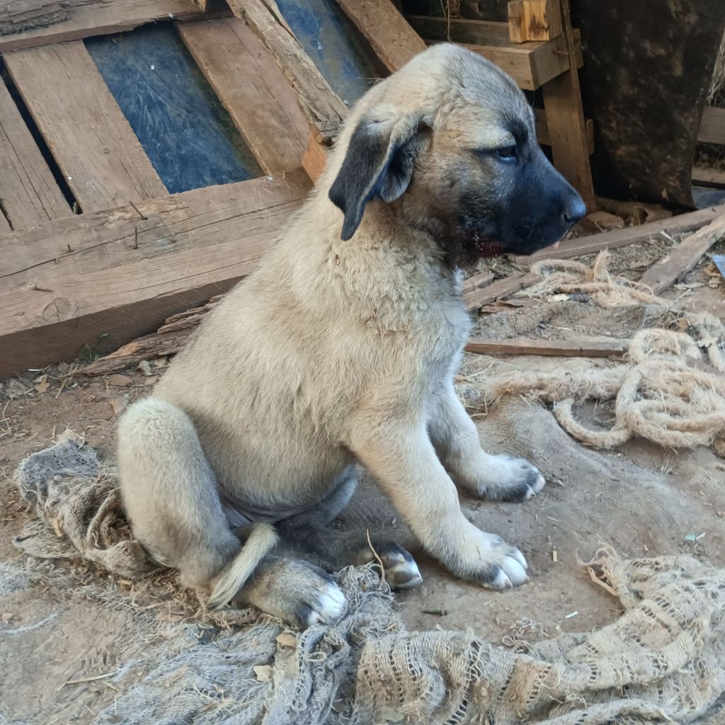 Publication : de la Forêt des Quatre Seigneurs 