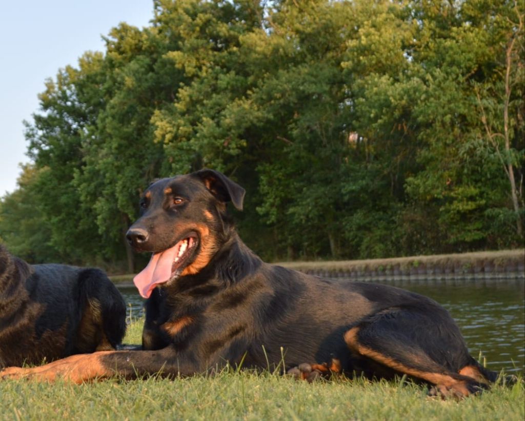 Publication : De La Comté Des Odins