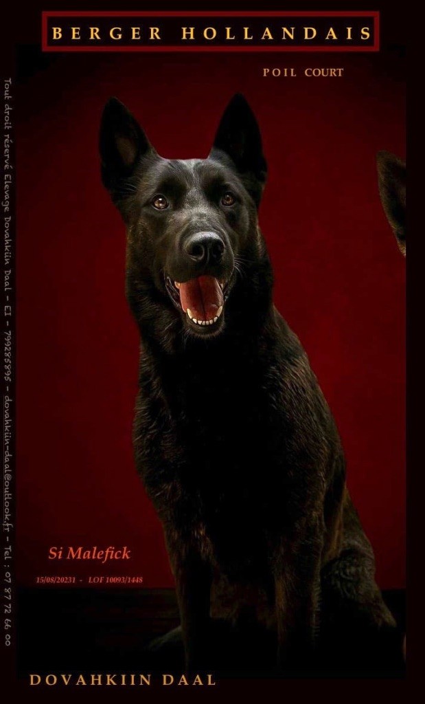 Publication : Dovahkiin Daal