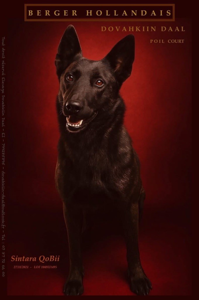 Publication : Dovahkiin Daal