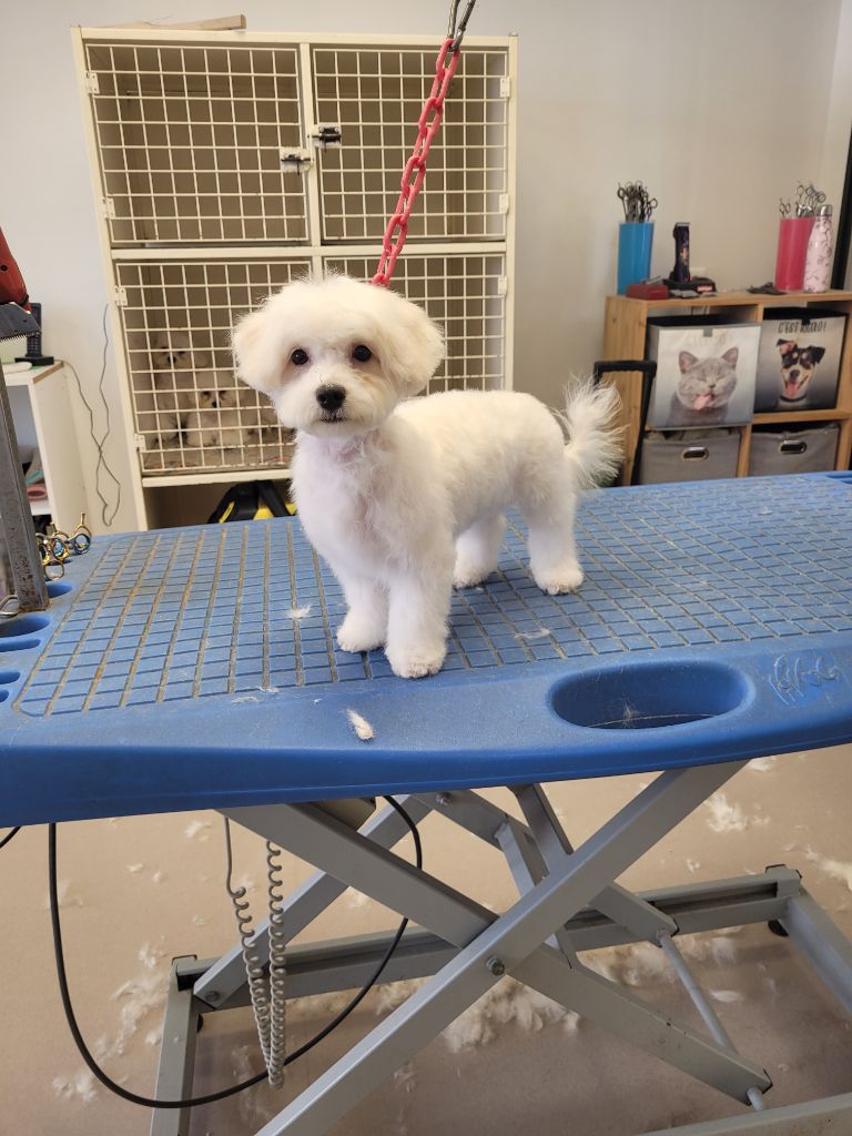 Publication : De la Maison des Jeunes Auteur : SANDRINE LA TOILETTEUSE