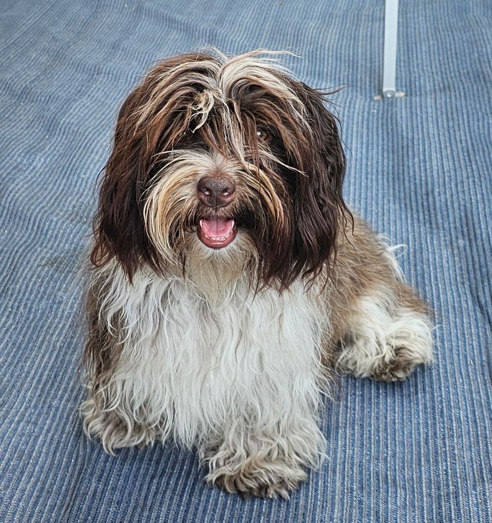 Publication : de la vallée du rêve Auteur : Mirkes Mylène