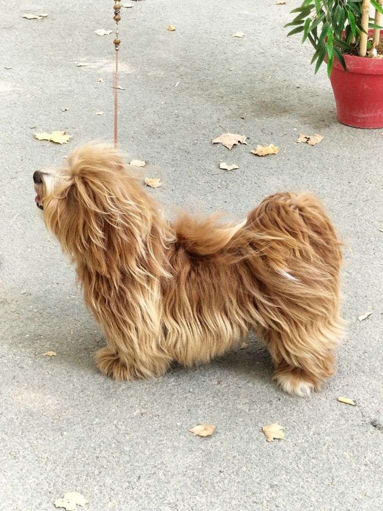 Publication : de la Tour de Senlis Auteur : Rouquette Nadine