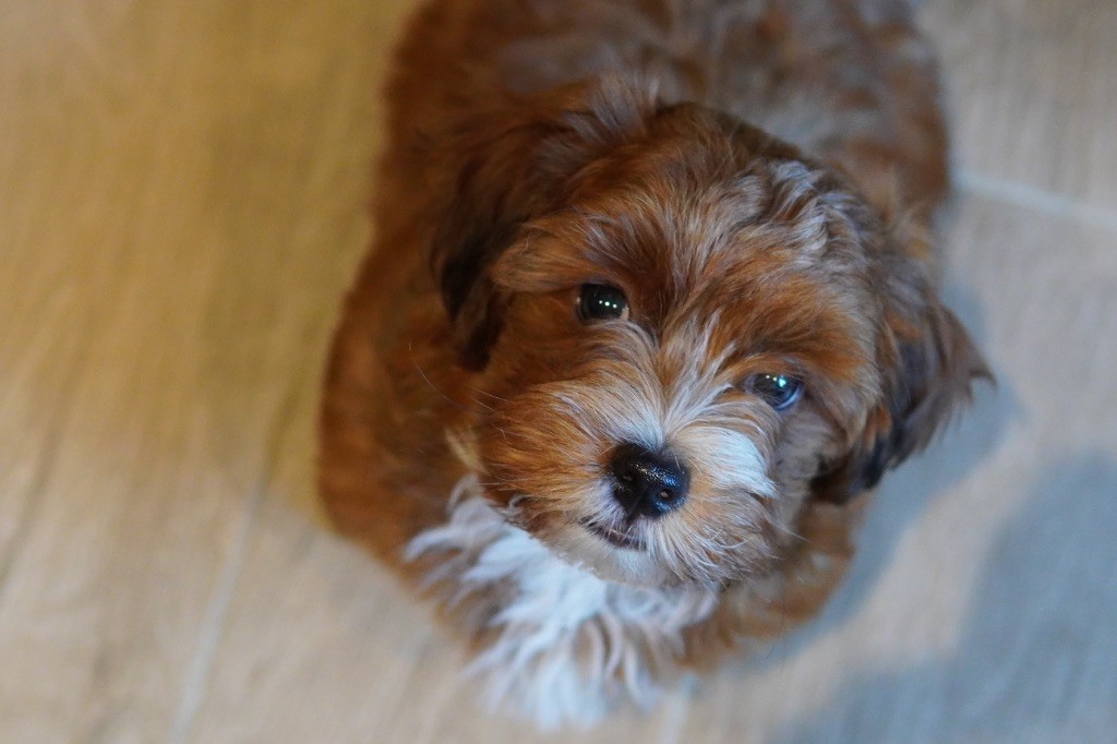 Publication : Des Reflets Du Pays Des Sources 