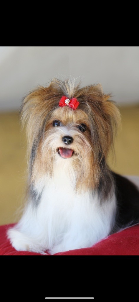 Publication : Du Bois Des Ternes 