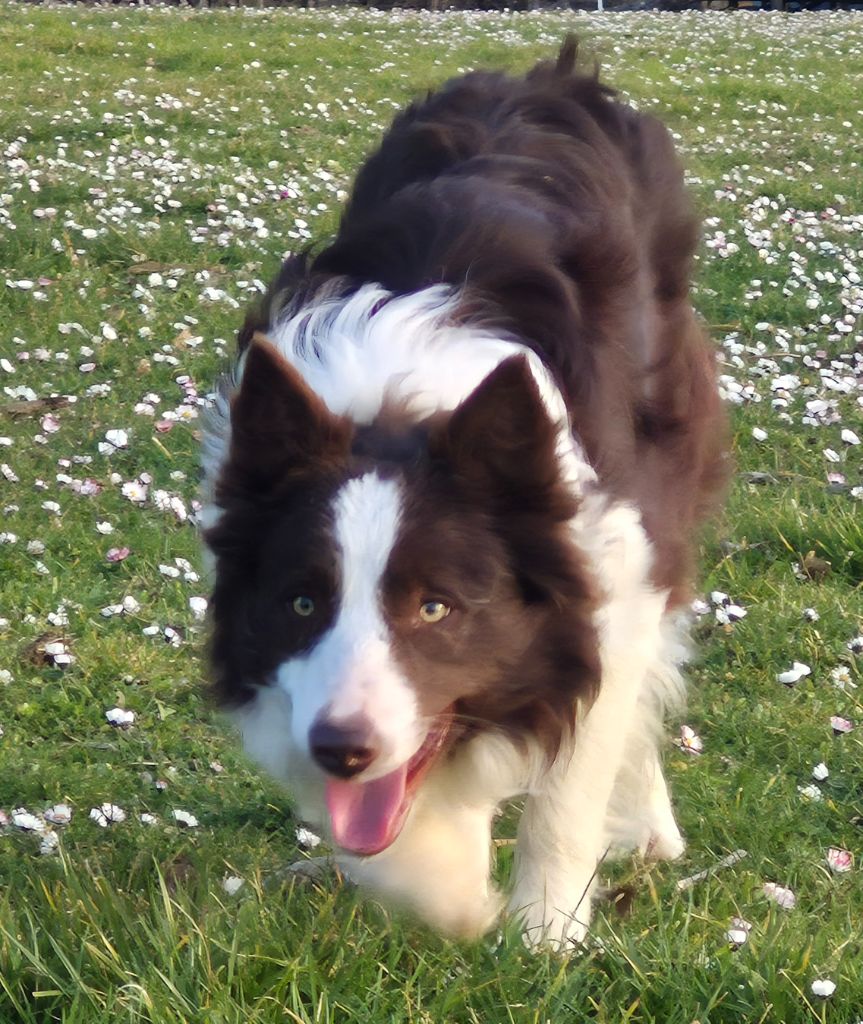 Publication : des Culmines Auteur : Fourney 