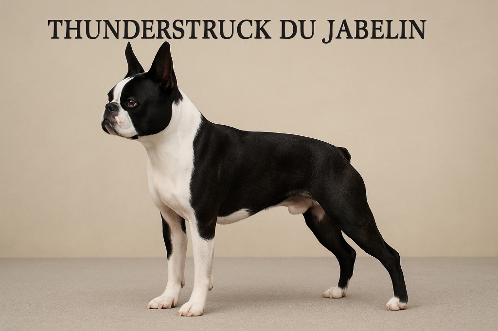 Publication : De La Croix Du Capitole Auteur : Bonnetat 