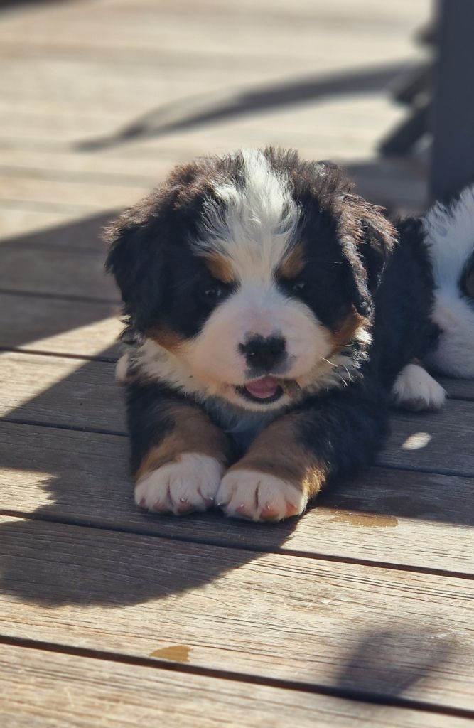 Publication : La vallée de l'echiquier 