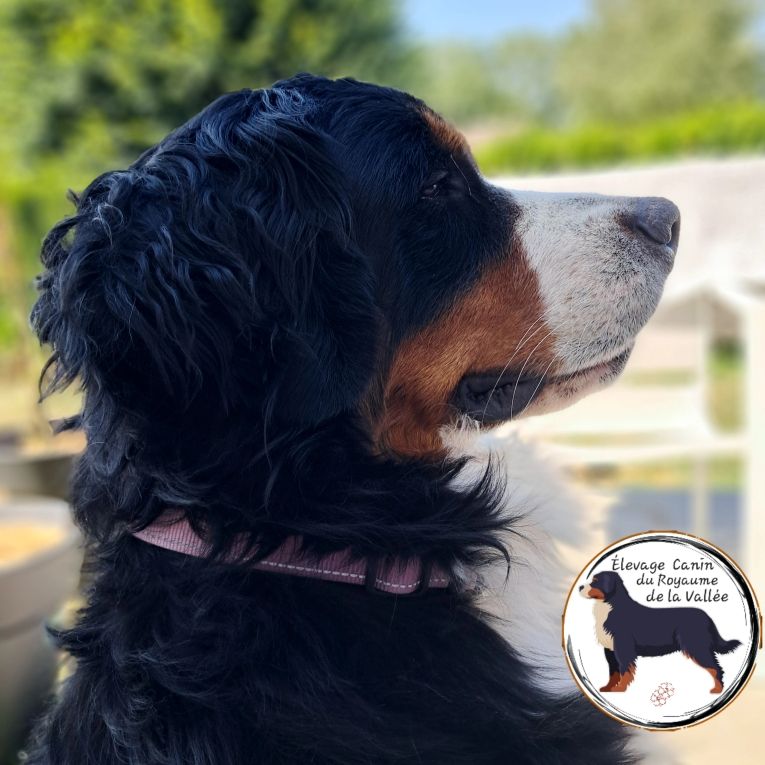 Publication : Du Royaume De La Vallée 