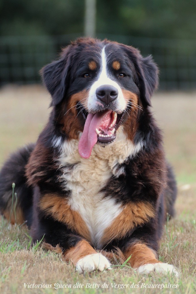 Publication : Du Verger Des Beaurepaires Auteur : Barrault M