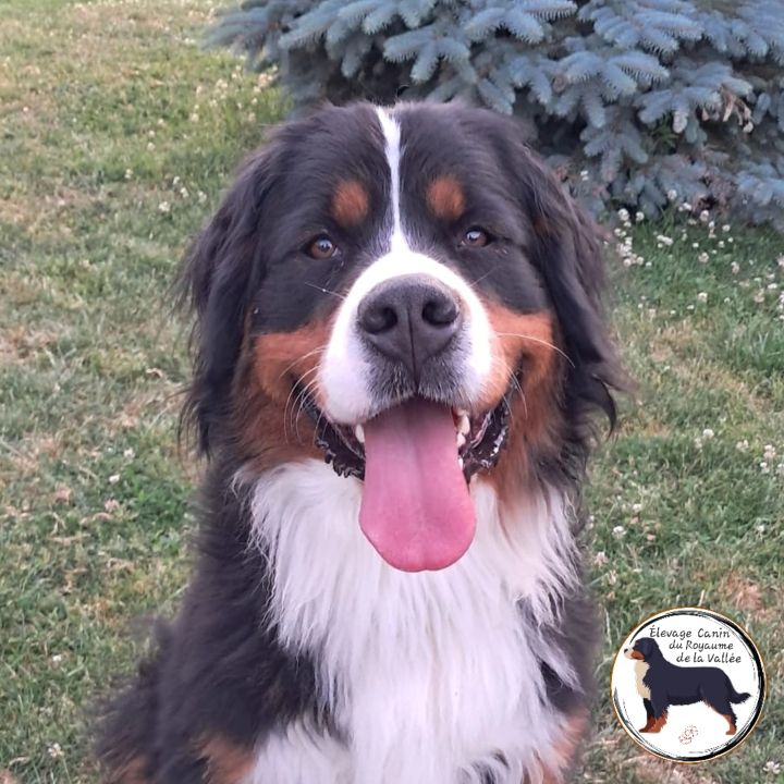 Publication : Du Royaume De La Vallée 