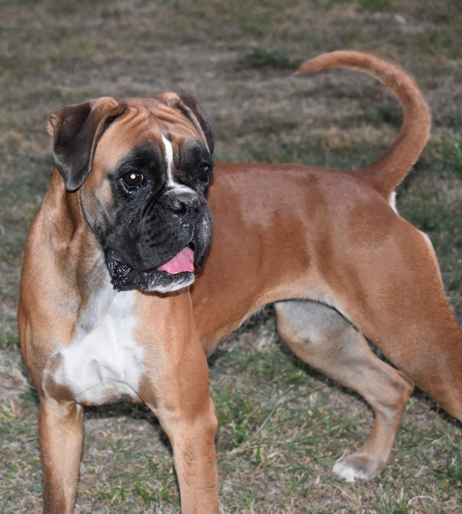 Publication : Des Gardiens De Chami