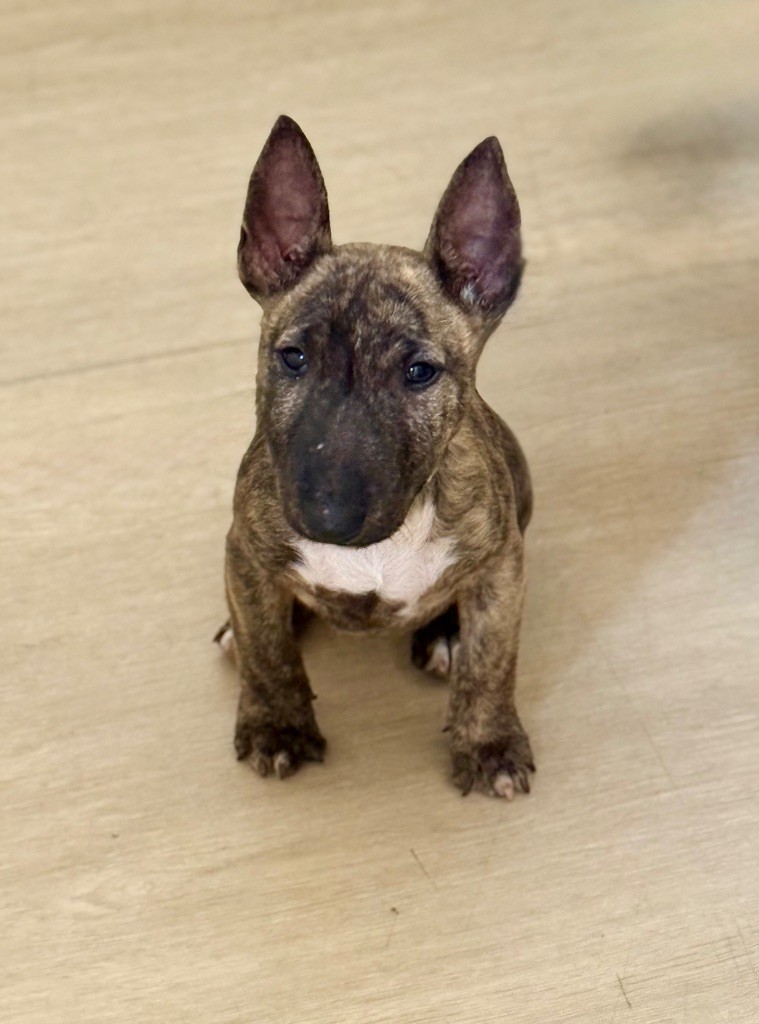 Publication : Des jardins de margaux Auteur : Jardins de Margaux 