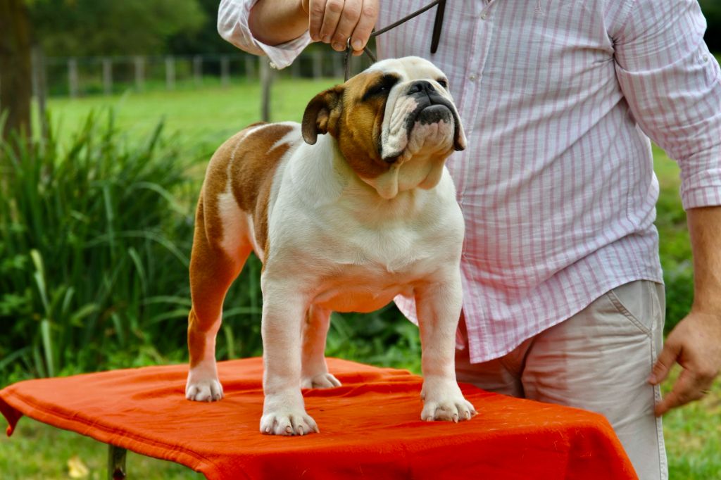 Publication : Di Vendra Nera Auteur : DI VENDRA NERA BULLDOG ANGLAIS