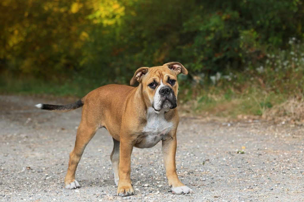 Publication : Des Symphonies d'Arlequin 