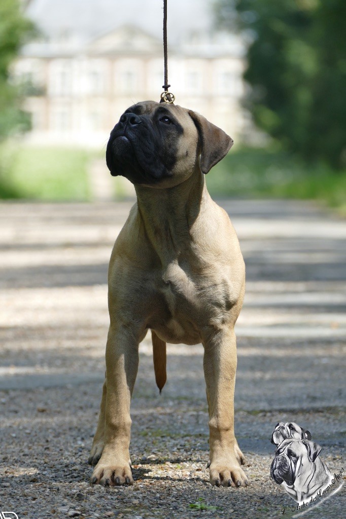 Publication : De L'Arche Des Loups Anges Auteur : Lbc