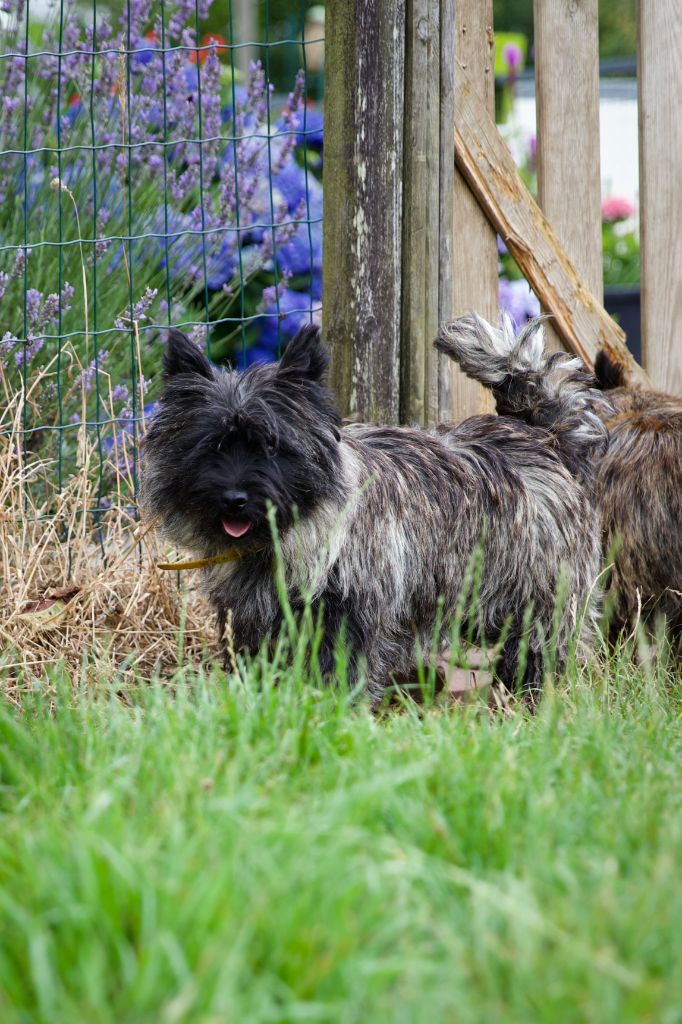 Publication : du domaine de kerallan