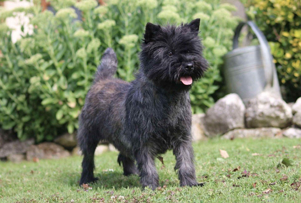 Publication : Quentin's Touch 