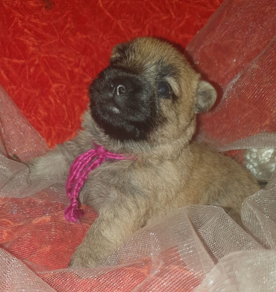 Publication : des feux follets de la pataudière 