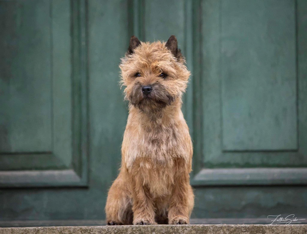 Publication : Quentin's Touch 