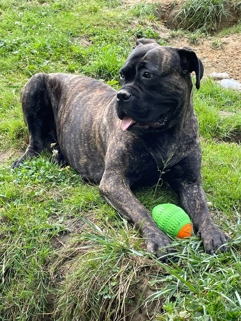 Publication : L'Olympe Des Sentinelles Et Des Cerberes Auteur : moi