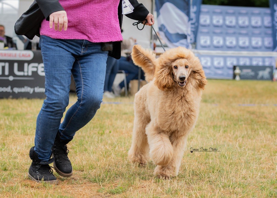 Publication : Kasa Give 'n' Kiss 