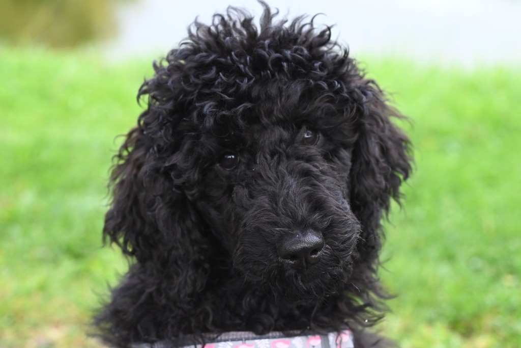 Publication : De La Vallée Du Petit Pré