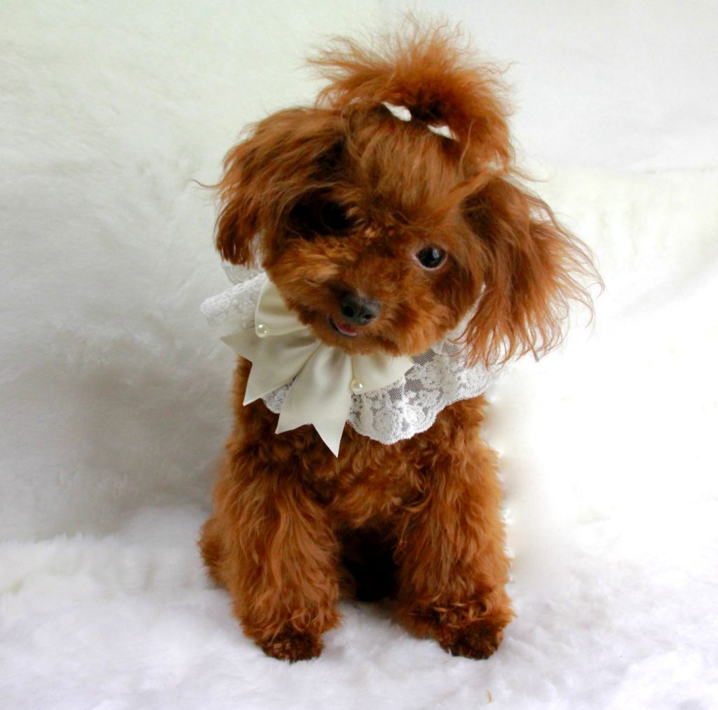 Publication : Du Royaume D'exquise 