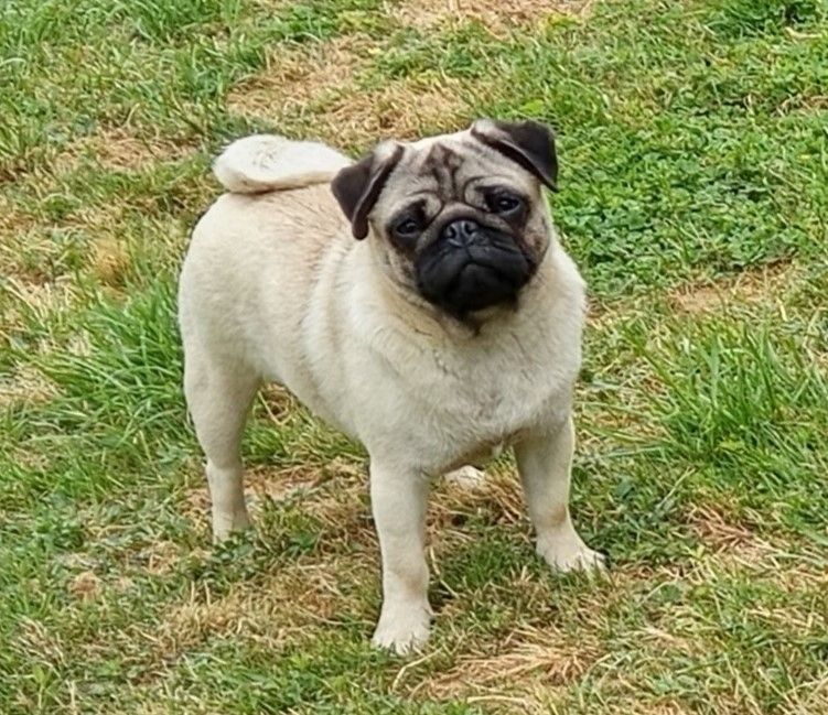 Publication : Berrybears Auteur : P Garnier-Edwards