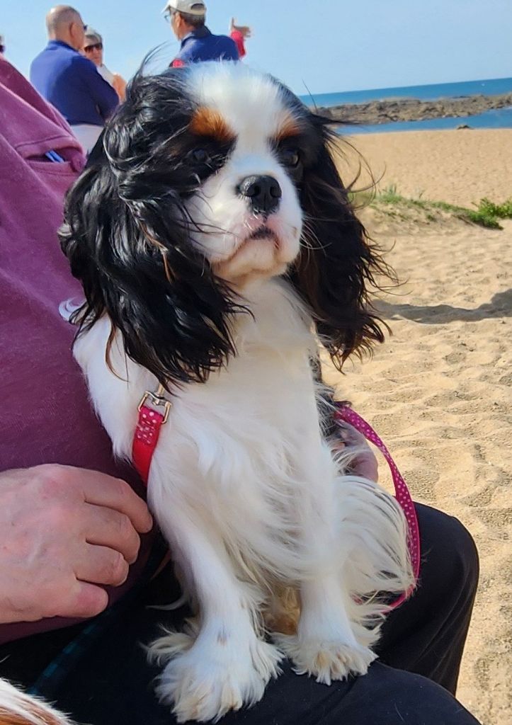 Publication : De castel peyrac Auteur : Dany Prunier 