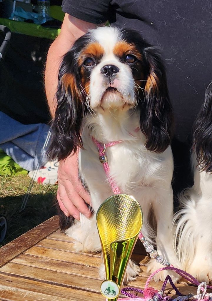 Publication : De castel peyrac Auteur : Dany Prunier 