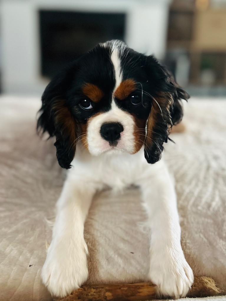 Publication : of Beauties the Isle 