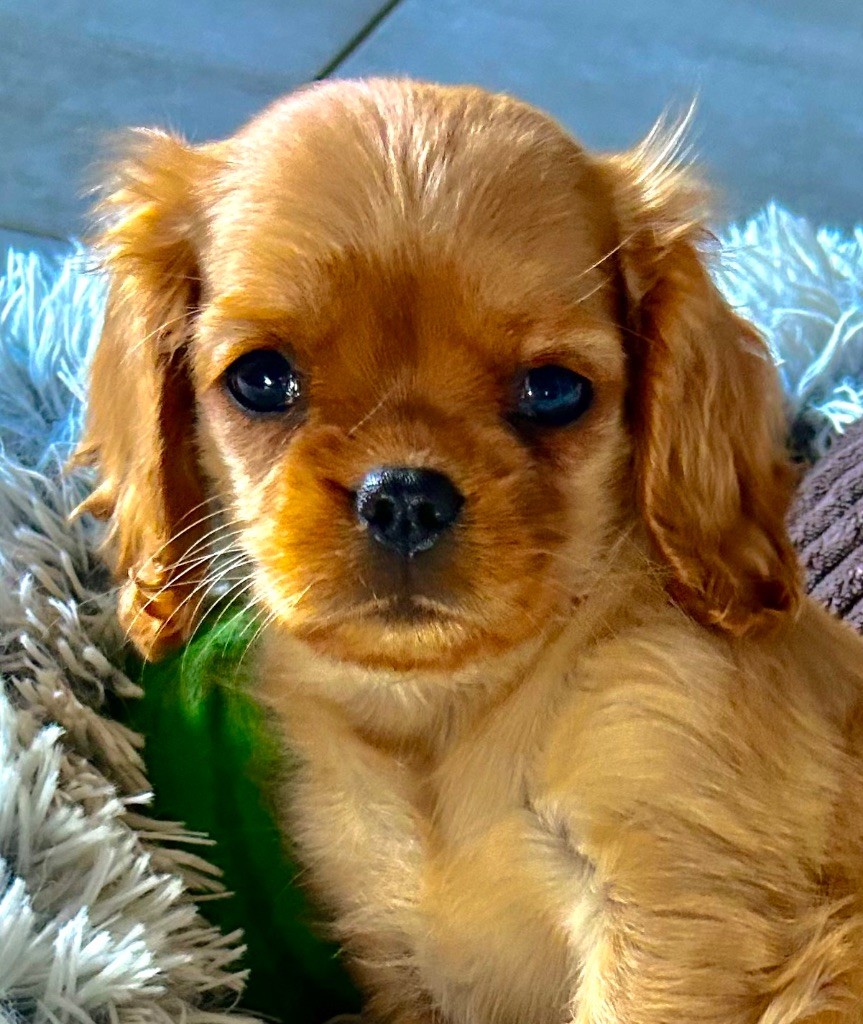 Publication : of Beauties the Isle 