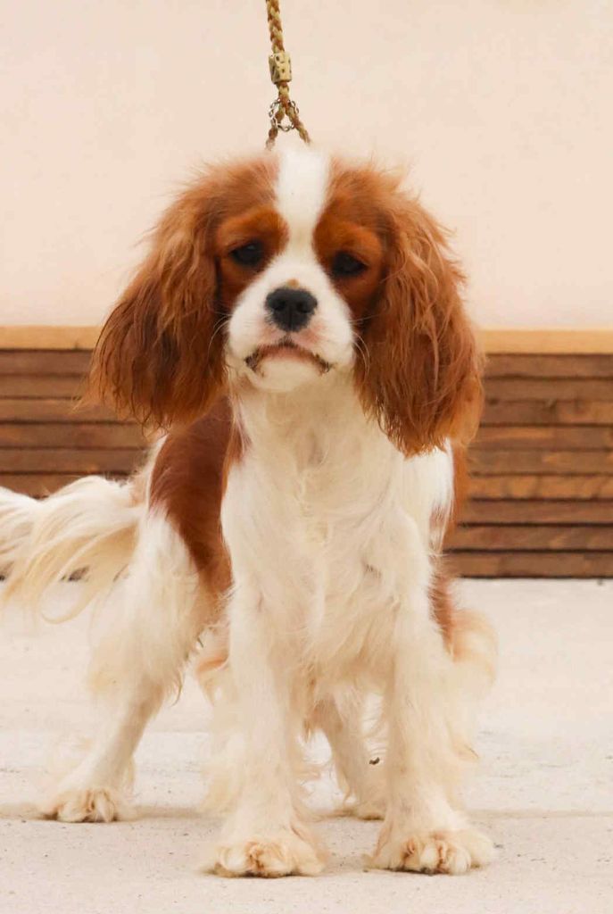 Publication : Du Castel Des Petits Coeurs 