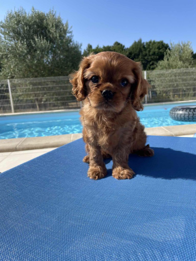 Publication : des brandes de beaulieu Auteur : PASCALE PARDO