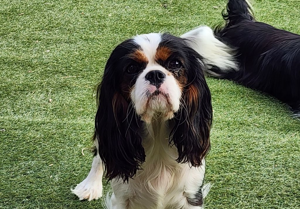 Publication : De castel peyrac Auteur : Dany Prunier 