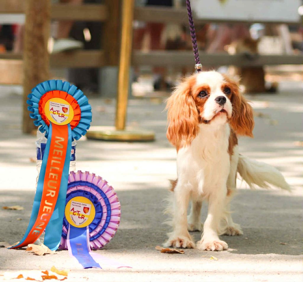 Publication : Du Castel Des Petits Coeurs 