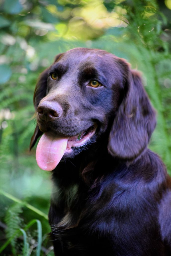 Publication : Meister Des Waldes 