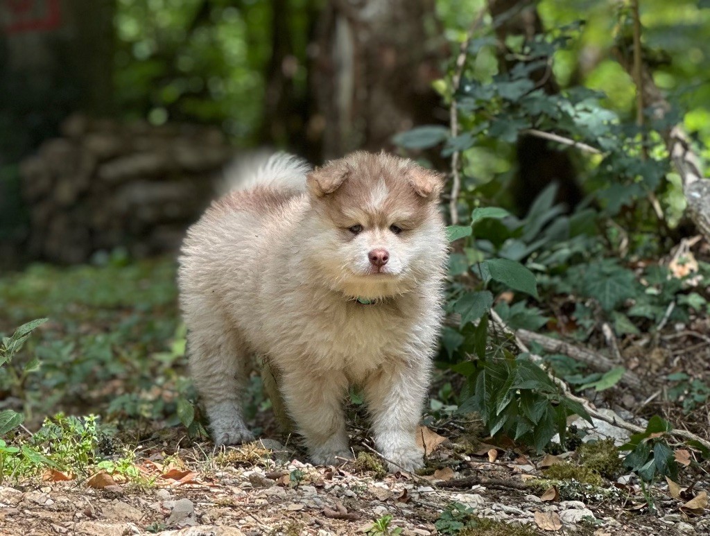 Publication : Valkoinien Laakso 