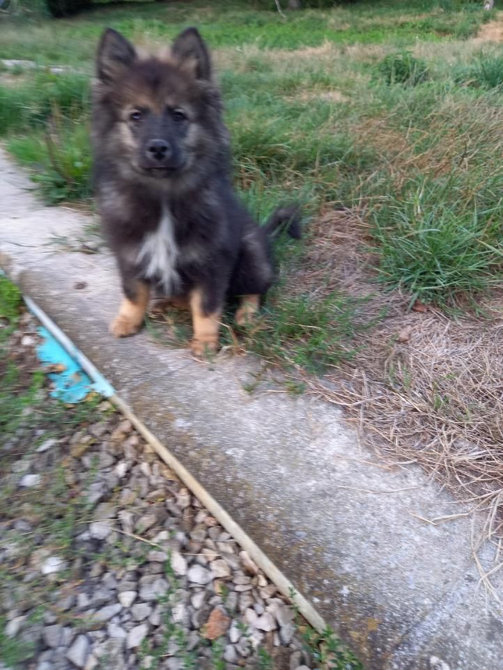 Publication : du logis des harfangs Auteur : Petetin Chantal