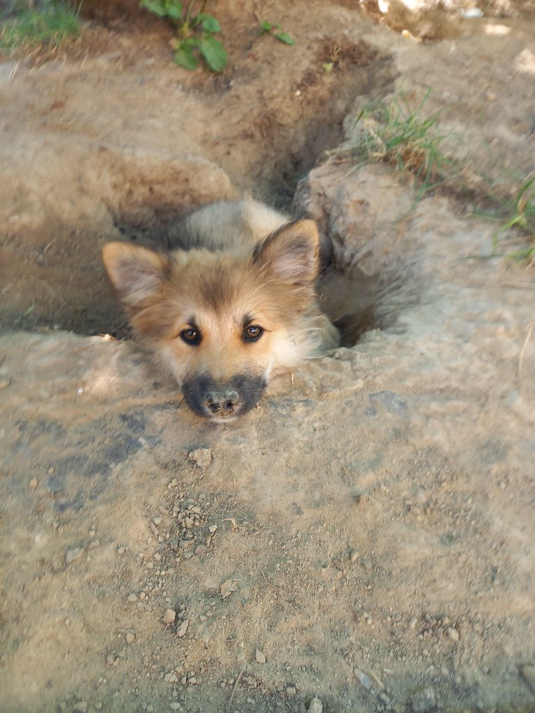 Publication : du logis des harfangs Auteur : Petetin Chantal