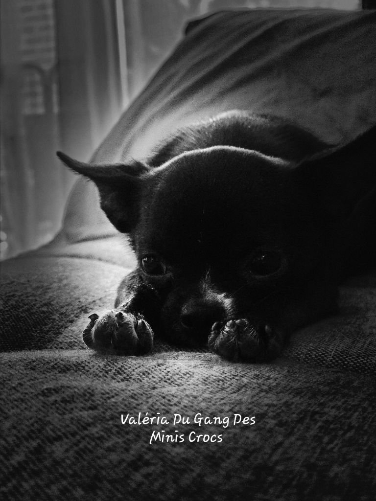 Publication : Du Gang Des Minis Crocs 